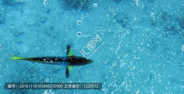 熱帶的魚