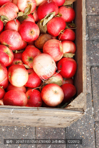 蘋果-匯圖網(wǎng) www.fosd68.com 蘋果