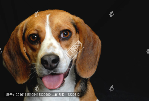 成年雄性比格犬的黑色背景