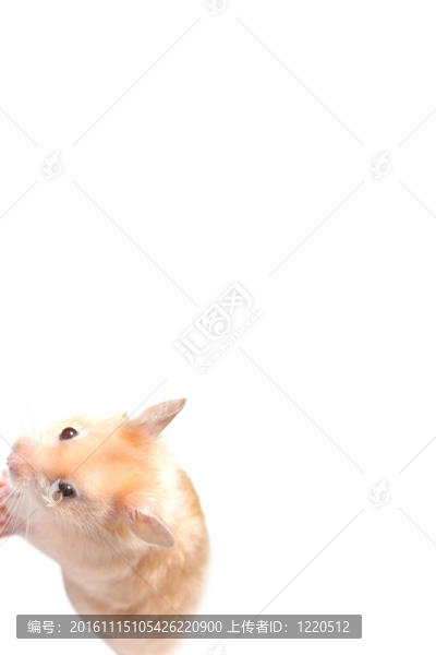 倉鼠