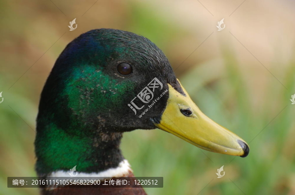 簡(jiǎn)介野鴨公鴨