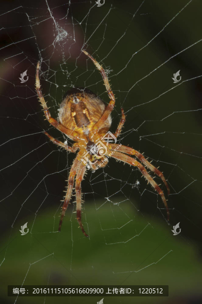 蜘蛛在深綠色的背景