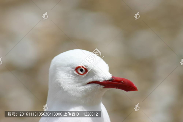 海鷗的特寫