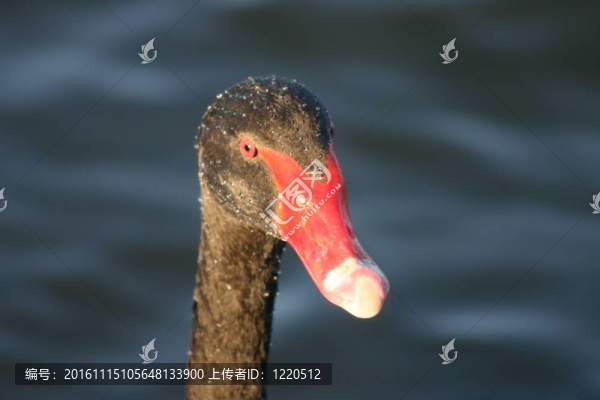 靠近一個黑天鵝（黑天鵝）