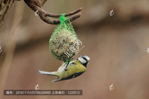 藍(lán)山雀（Parus,caeruleus）在冬季飼喂脂肪球