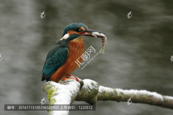 翠鳥(niǎo)(普通翠鳥(niǎo))與獵物坐在冬天的一個(gè)分支-匯圖網(wǎng) www.fosd68.com 翠鳥(niǎo)(普通翠鳥(niǎo))與獵物坐在冬天的一個(gè)分支