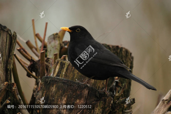 歐洲烏鶇（Turdus,merula）坐在一個(gè)樹樁