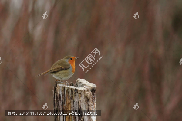 歐洲知更鳥（Erithacus,rubecula）坐在一個樹樁