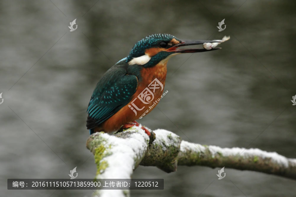 翠鳥（普通翠鳥）與魚