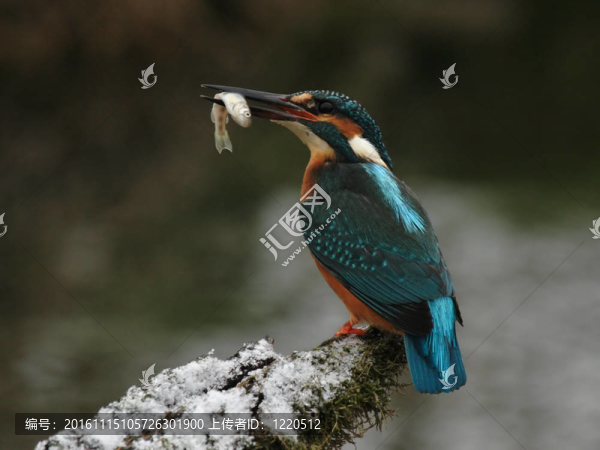 翠鳥(niǎo)（普通翠鳥(niǎo)）與他的獵物