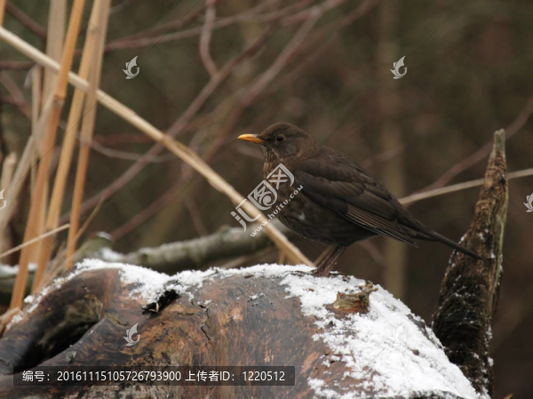 歐洲烏鶇（Turdus,merula）