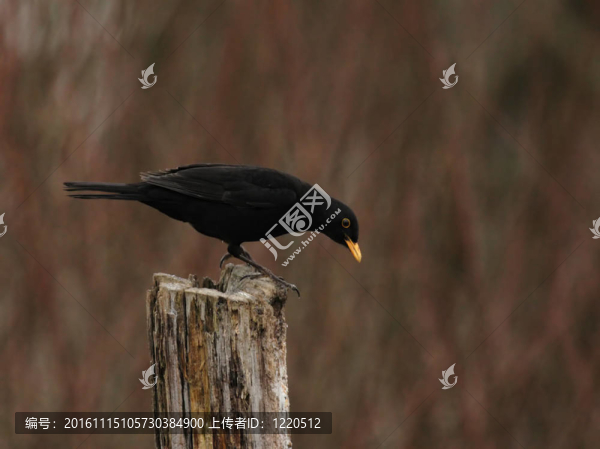 歐洲烏鶇（Turdus,merula）