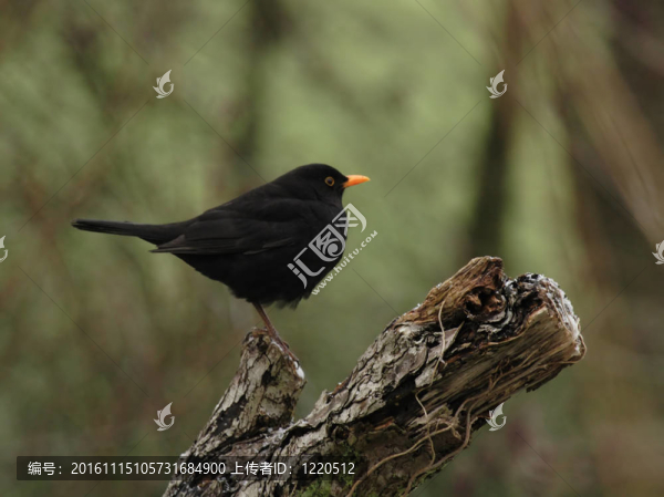 歐洲烏鶇（Turdus,merula）坐在一個樹樁