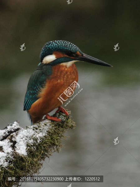 翠鳥（Alcedo,atthis）坐在他的棲息在冬天