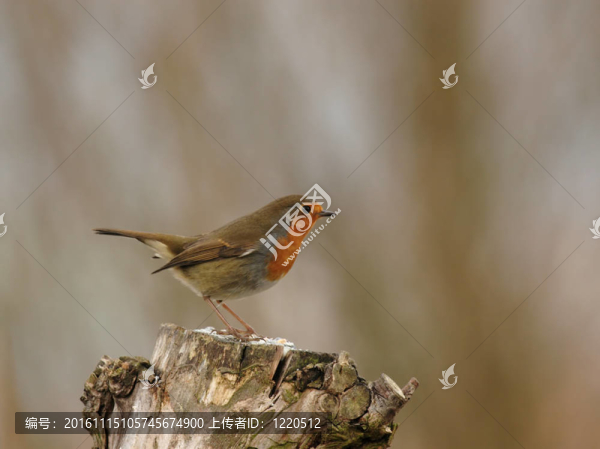歐洲知更鳥（Erithacus,rubecula）坐在一個樹樁