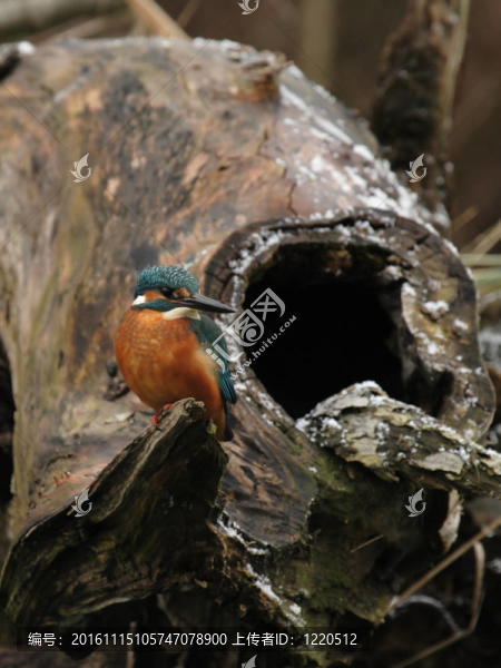 翠鳥（Alcedo,atthis）坐在一個(gè)樹樁在冬天