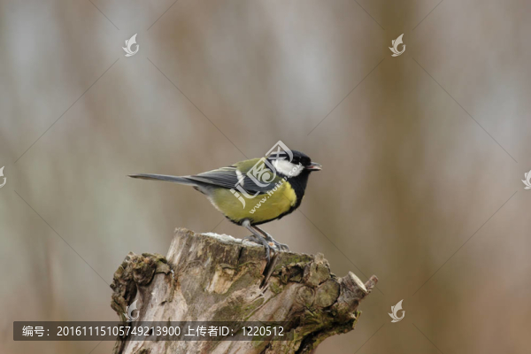 Great,Tit（Parus,major）坐在一個樹樁