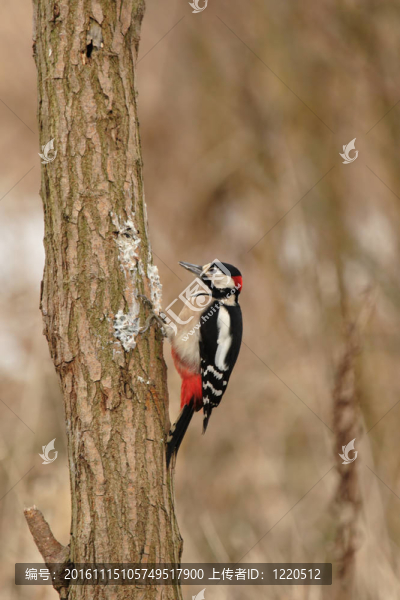 大斑Woodpecker（大斑啄木鳥）坐在樹上