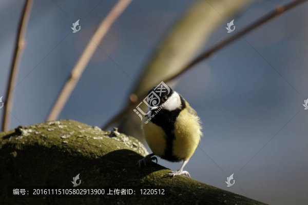 Great,Tit（Parus,major）