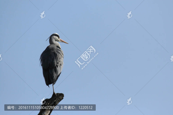 蒼鷺（Ardea,cinerea）坐在藍(lán)色的天空的一個(gè)分支
