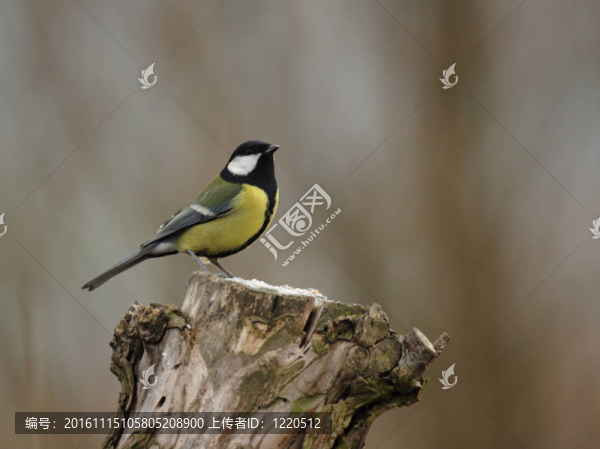Great,Tit（Parus,major）坐在一個(gè)樹(shù)樁