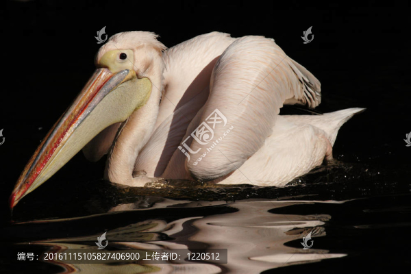 游泳白鵜鶘