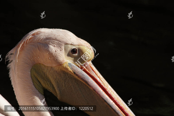 靠近一個Pelican,Head