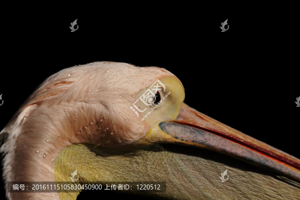 靠近一個鵜鶘（Pelecanus,onocrotalus）
