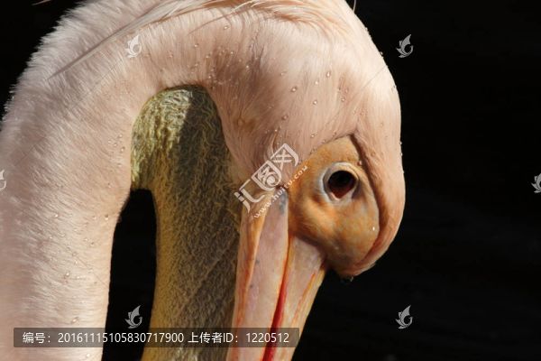 靠近一個(gè)粉紅鵜鶘（Pelecanus,onocrotalus）