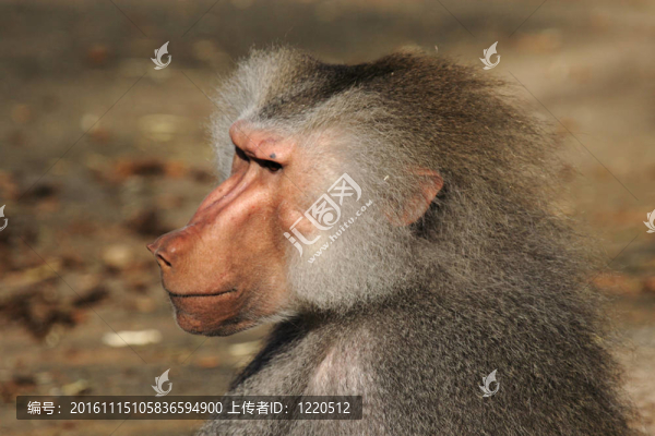 靠近一個狒狒