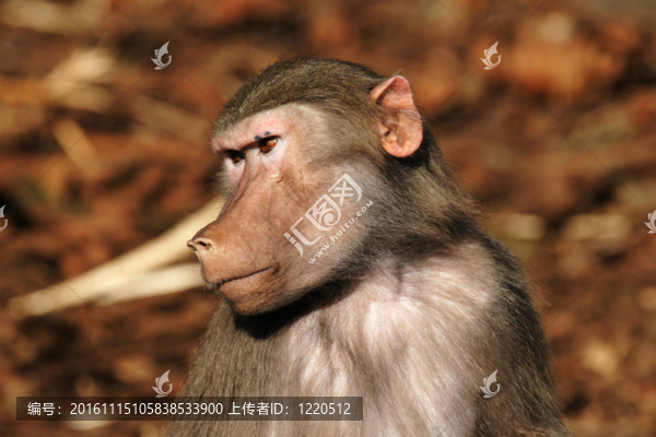 靠近一個Baboon,Head