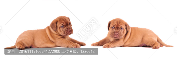 兩只可愛(ài)的小狗躺在另一頭