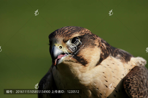 靠近一個(gè)游隼（游隼）
