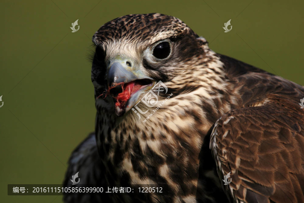 靠近一個獵隼（Falco,cherrug）
