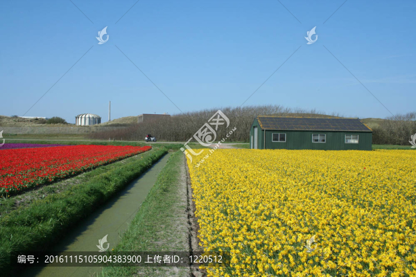 在荷蘭bulbfields