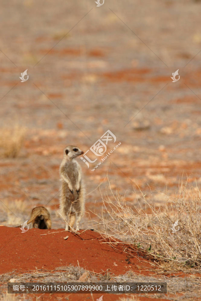 海島貓鼬（Suricata,suricatta）守衛(wèi)在喀拉哈里沙漠他家庭的洞口；納米比亞