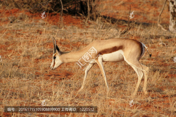 羚（Antidorcas,marsupialis）在喀拉哈里沙漠；納米比亞