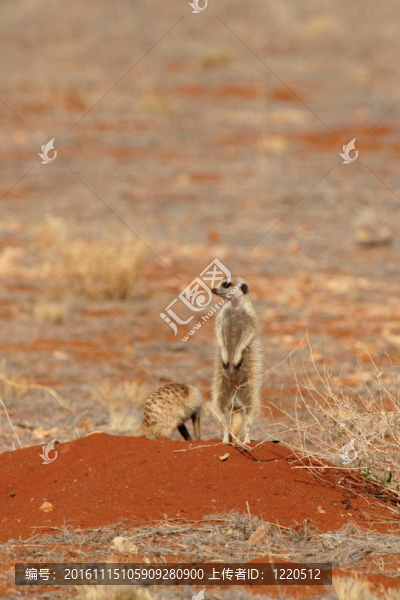 海島貓鼬（Suricata,suricatta）守衛(wèi)在喀拉哈里沙漠他家庭的洞口；納米比亞
