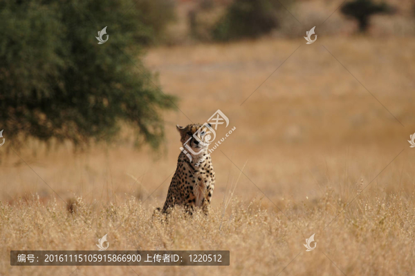 在喀拉哈里沙漠獵豹；納米比亞
