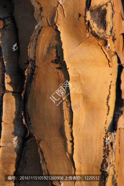 顫動樹的結(jié)構(gòu)樹皮