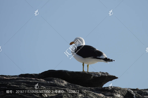 海角鷗（Larus,vetula）坐在納米比亞的巖石