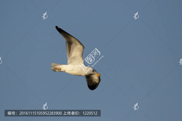 海角鷗（Larus小灰頭）飛翔在藍天在納米比亞