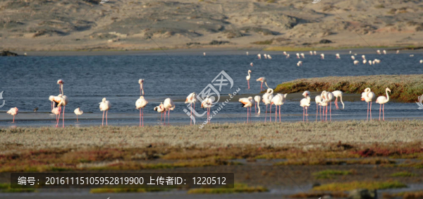 在納米比亞海岸的火烈鳥