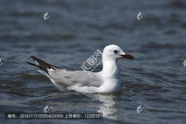 Hartlaub,s,Gull(Larus,hartlaubii)在納米比亞的海水中游泳-匯圖網(wǎng) www.fosd68.com Hartlaub,s,Gull(Larus,hartlaubii)在納米比亞的海水中游泳