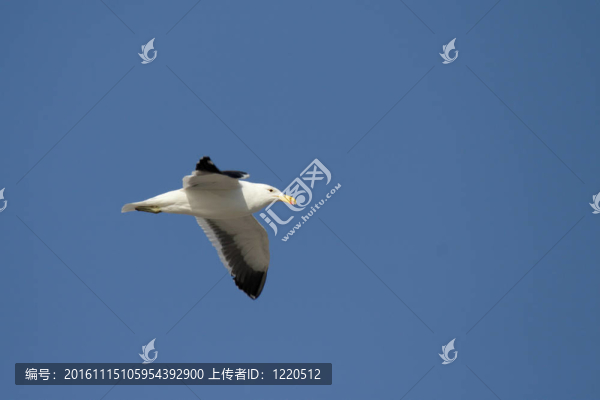 海角鷗（Larus小灰頭）在飛行之前在納米比亞蔚藍的天空