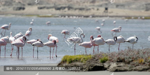 火烈鳥(niǎo)站在納米比亞的海灘上