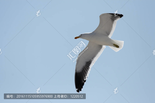 海角鷗（Larus小灰頭）在飛行