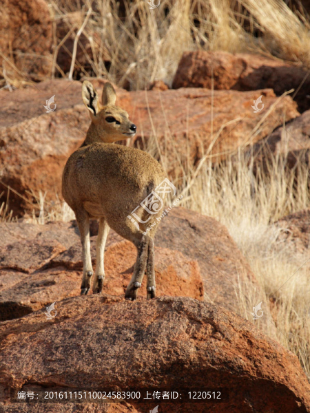 Klipspringer（山羚）在納米比亞
