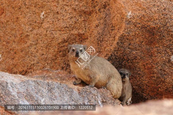 巖蹄兔（Procavia鶚）在納米比亞