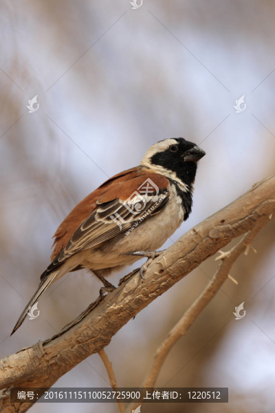 Cape,Sparrow（Passer,melanurus）在納米比亞；在非洲南部的一個常見種